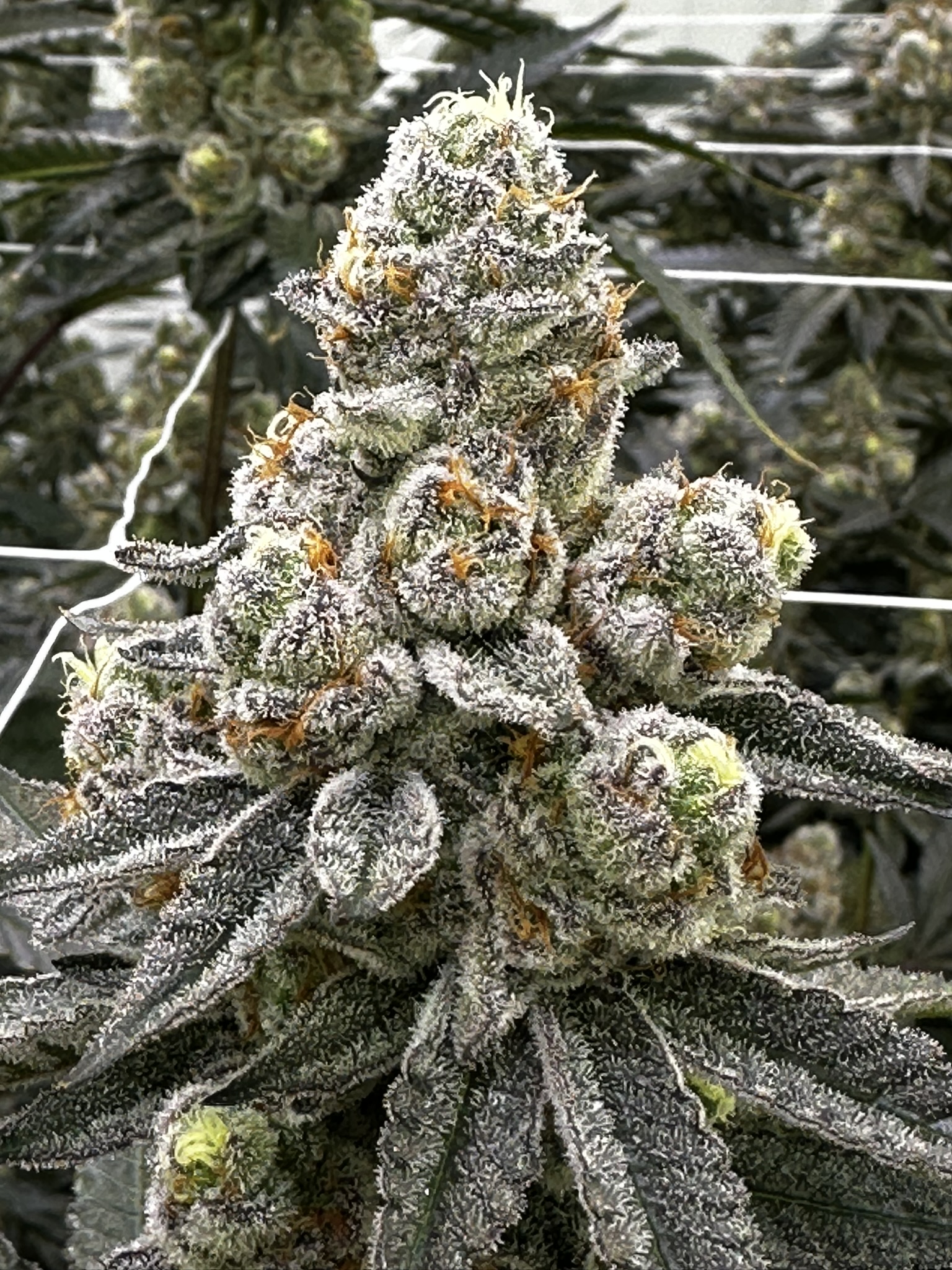 Cannabis Strain Example